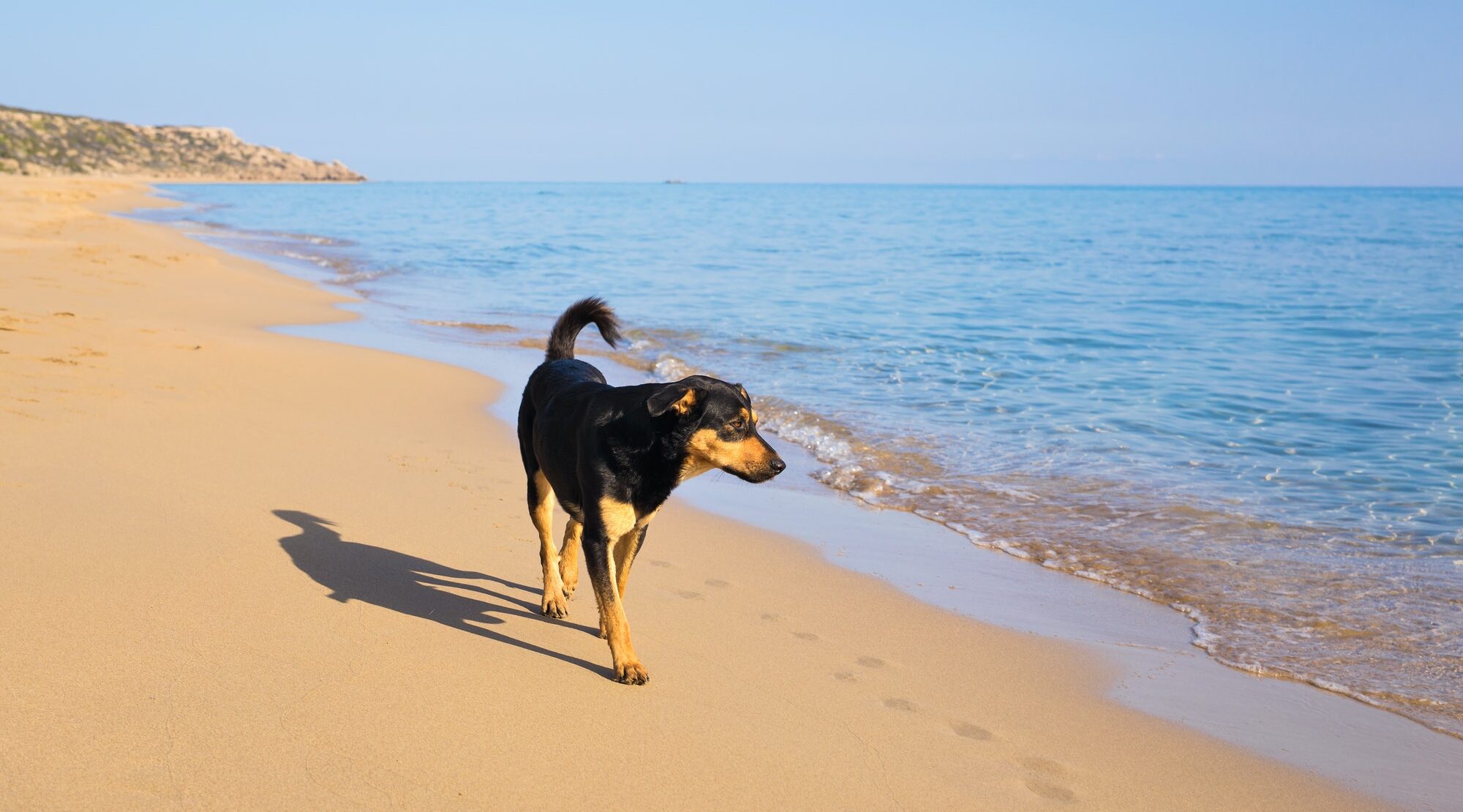 Cane in spiaggia