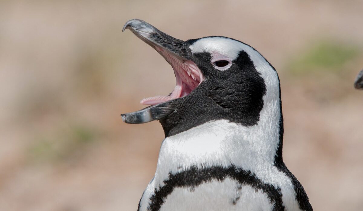pinguino del capo