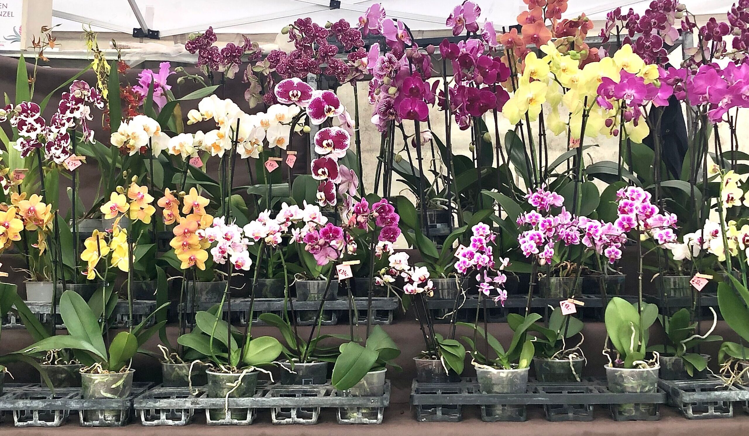 Orchidee all'Orto Botanico di Roma