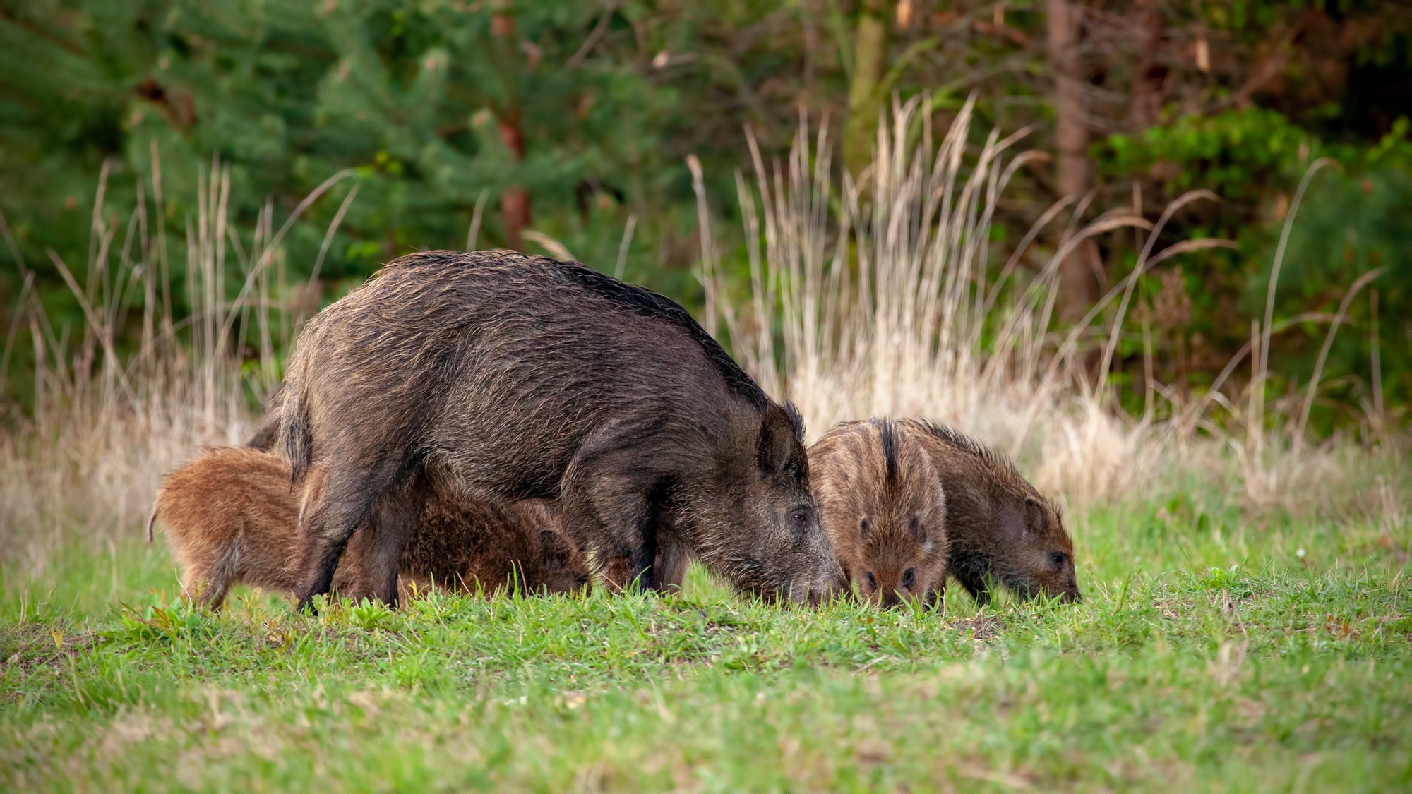 Wild boar herd of hog and little stripped piglets feeding on grass in spring