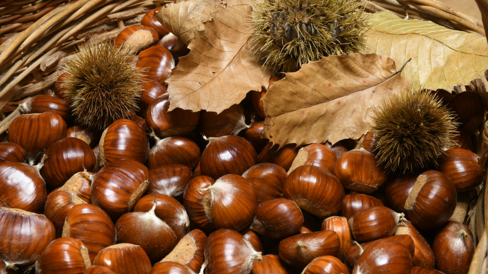 Festa delle Castagne e Zeppole Spignesi: Scopri le Tradizioni di Spigno Saturnia (LT)