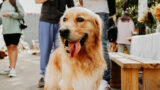 Quattrozampeinfiera 2025: il festival pet-friendly torna a Roma