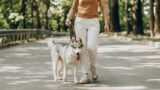Dove portare il cane a Roma, parchi e aree cani migliori per passeggiate