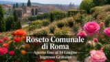 Roseto Comunale di Roma sull’Aventino: migliaia di rose in fiore fino al 14 giugno