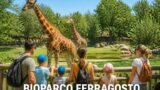 Bioparco di Roma aperto a Ferragosto: attività educative e pasti degli animali